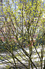 Tree in Blossom With City in Background photo thumbnail