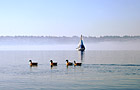 Ducks & Sailboat photo thumbnail