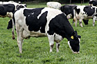 Cow Eating Grass photo thumbnail