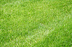 Green Grass photo thumbnail