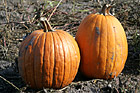Two Pumpkins up Close photo thumbnail