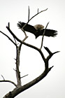 Bald Eagle Flying photo thumbnail