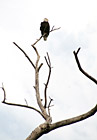 Bald Eagle Sitting on Tree Branch photo thumbnail