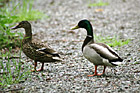 Two Ducks photo thumbnail
