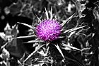 Purple Flower in Black and White photo thumbnail