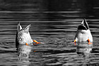 Ducks Feet in Orange photo thumbnail