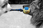 Tug of War Game in Color photo thumbnail