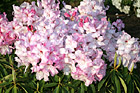 Light Pink Flowers photo thumbnail