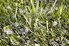 Frost on Grass photo thumbnail