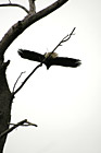 Bald Eagle Flying off a Tree photo thumbnail