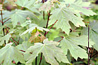 Close Up of Maple  Leaves photo thumbnail
