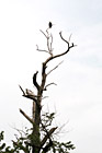 Eagle on Top of Tree photo thumbnail