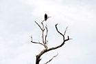 Eagle Sitting on a Branch photo thumbnail