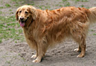 Golden Retriever Panting photo thumbnail