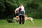 People Playing with Dogs in Dog Park photo thumbnail