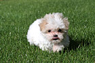 Maltese Puppy Running photo thumbnail