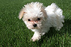 Maltese Puppy Close Up photo thumbnail