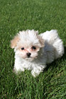 Maltese Puppy Laying on Grass photo thumbnail