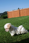 White Maltese Puppy Standing photo thumbnail