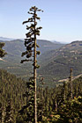 Tall Evergreen of Gifford Pinchot National Forest photo thumbnail