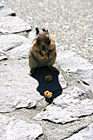 Squirrel Eating a Cracker Jack photo thumbnail
