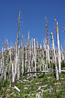 Devastation of Trees photo thumbnail