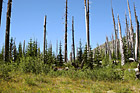 Forest Near Mt. St. Helens photo thumbnail