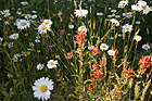 Bunch of  Daisies photo thumbnail