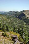 Forest & Mt. Baker in Distance photo thumbnail