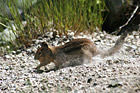 Squirrel Digging Close Up photo thumbnail