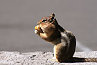 Profile Shot of Squirrel Eating photo thumbnail