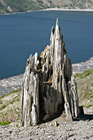 Old Stump in Ground photo thumbnail