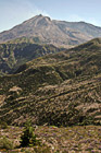 New Growth & Mt. Saint Helens photo thumbnail