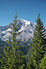 Two Evergreen Trees & Mt. Rainier photo thumbnail