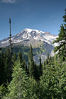 Evergreen Trees, Blue Sky  & Mt. Rainier photo thumbnail