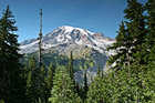 Mt. Rainier & Evergreen Trees Up Close photo thumbnail