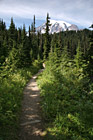 Trail Leading to Mt. Rainier photo thumbnail