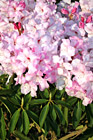 Pink Flowers, Vertical photo thumbnail
