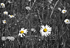 Daisy Art photo thumbnail