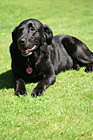 Black Lab Panting in Sunshine photo thumbnail