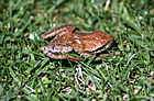 Brown Frog in Grass photo thumbnail