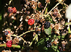 Berries Close Up photo thumbnail