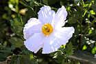 White Flower & Yellow Center photo thumbnail