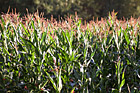 Corn Crop at a Farm photo thumbnail