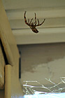 Brown Striped Spider photo thumbnail