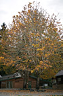 Fall Tree With Yellow Leaves photo thumbnail