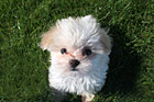 Maltese Puppy Looking up at Camera photo thumbnail