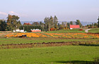 Pumpkin Patch in a Field photo thumbnail