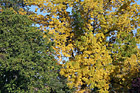 Trees Changing Color to Yellow photo thumbnail