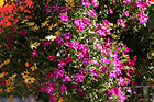 Purple & Yellow Flowers photo thumbnail
